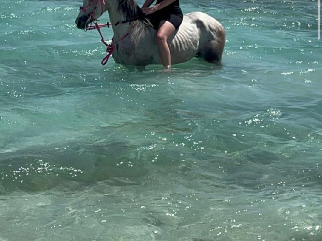 Gamila Stable Club Horse and Camel Riding-马卡迪湾必去景点