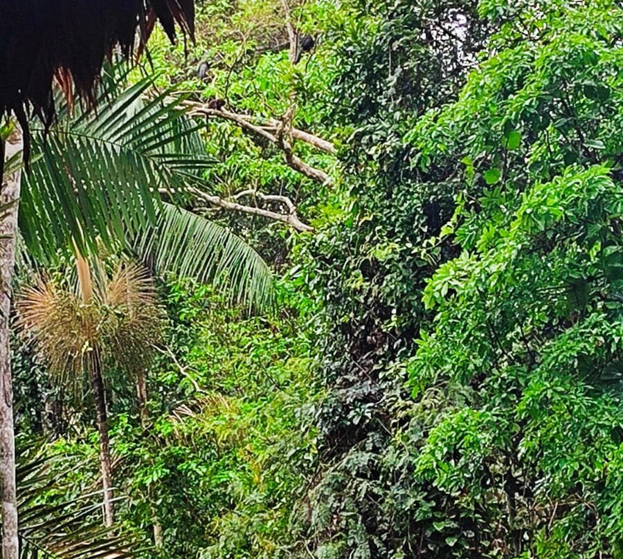 Refugio Amazonas Lodge主图