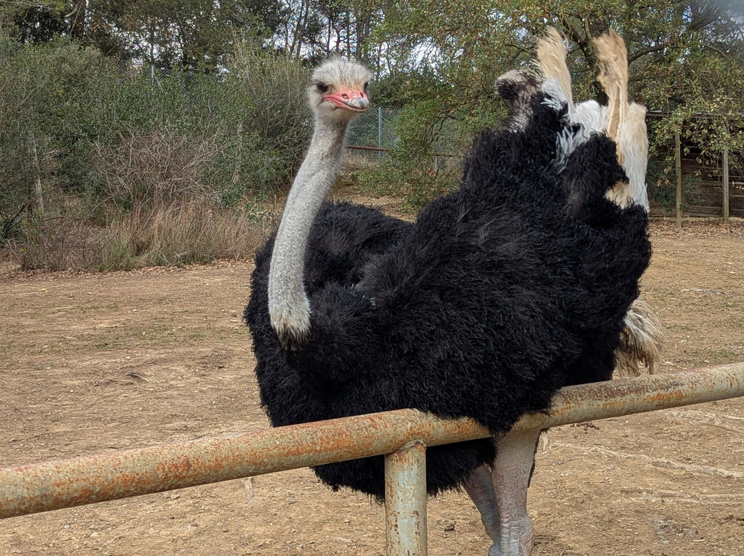 Le Parc Australien-卡尔卡松必去景点