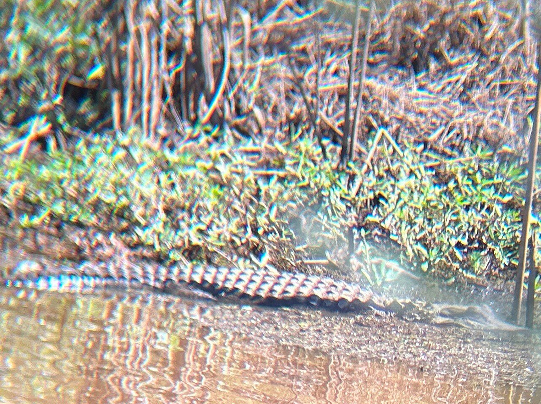 Savannah National Wildlife Refuge-Hardeeville必去景点
