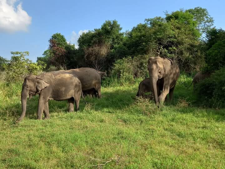 Ceylon Special Jeep Safari-哈巴拉娜必去景点