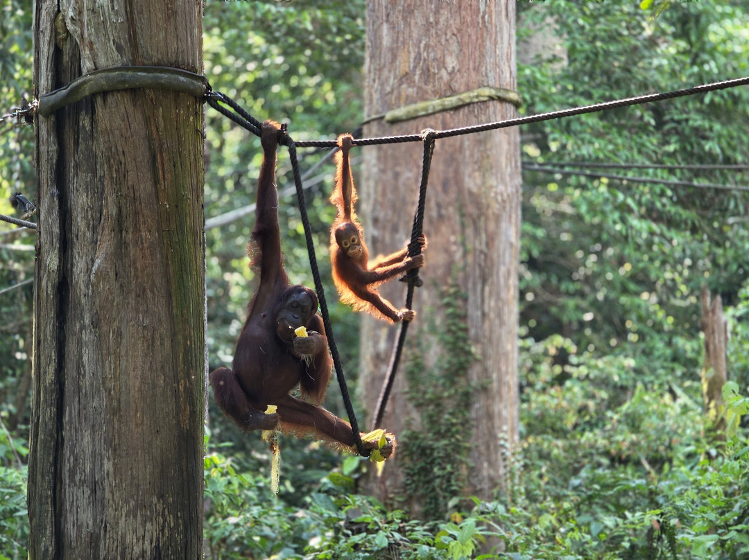 Borneo Eco Tours-亚庇必去景点
