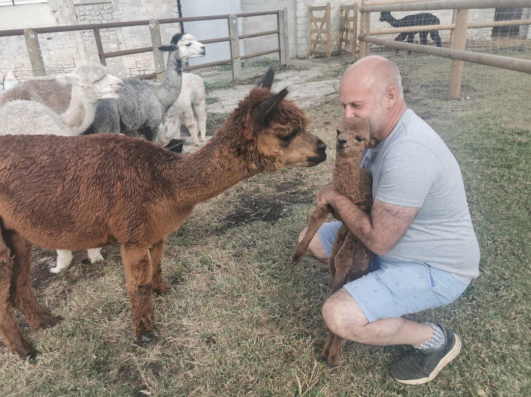 Alpaga Normandie - Animaux Miniatures-巴约必去景点