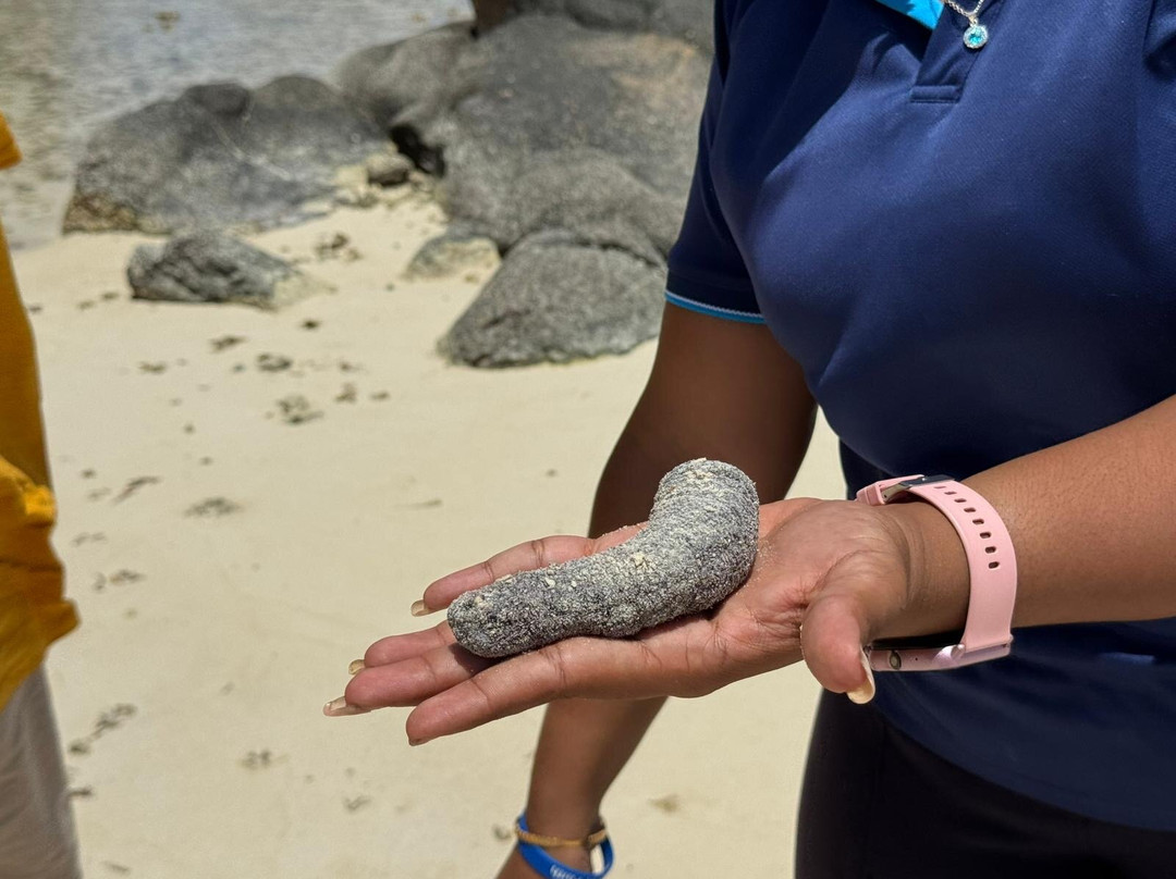 Laurent's Taxi Service-普拉兰岛必去景点