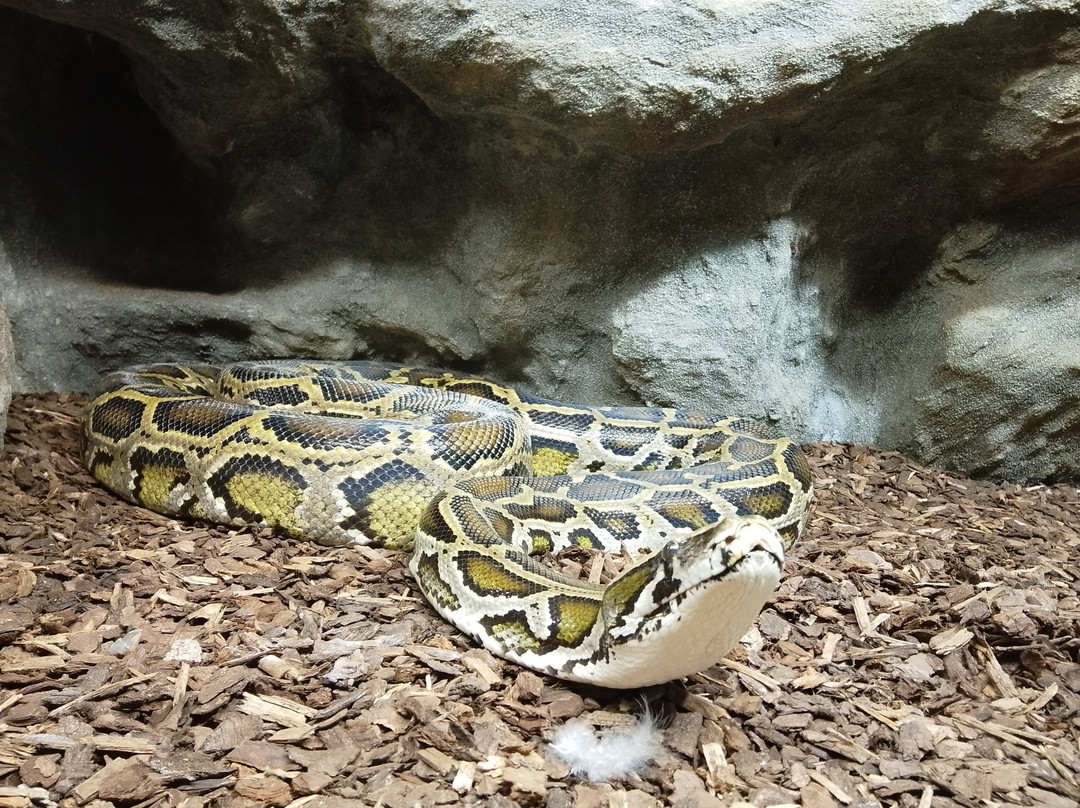 Reptilienzoo Neu-Ulm-新乌尔姆县必去景点