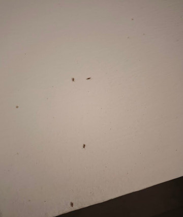 The Orangers Garden Villas & Bungalows主图