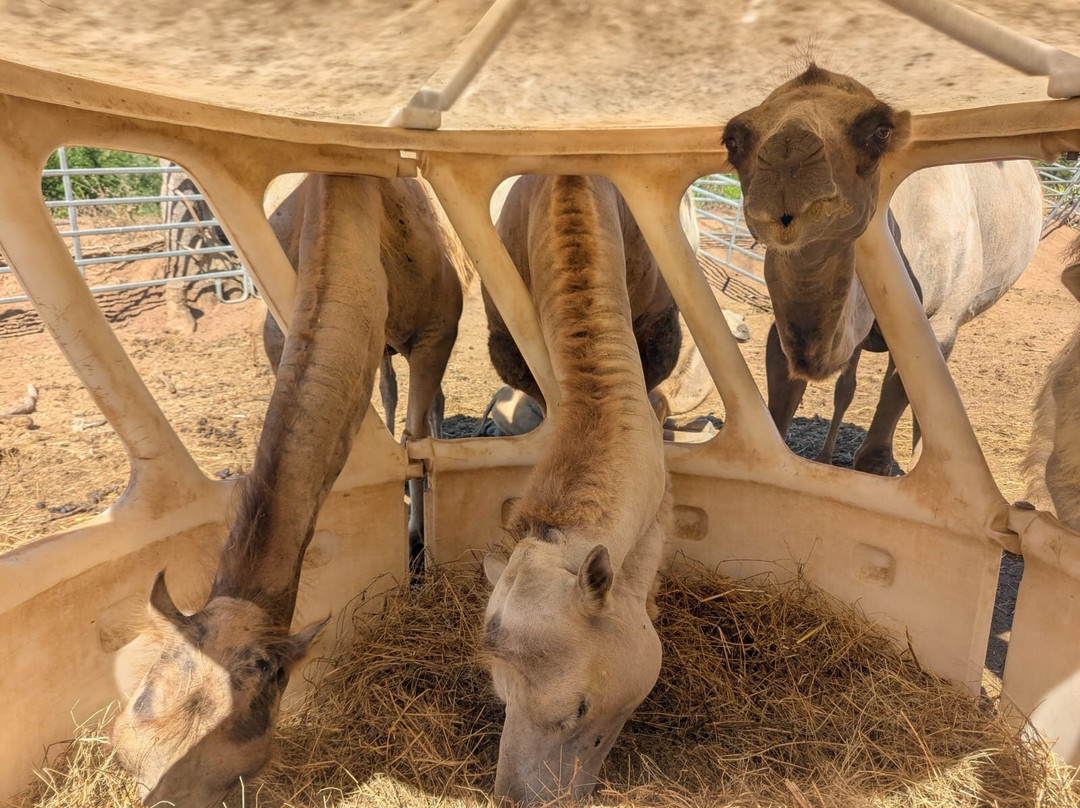 Les Animaux De Fairytale