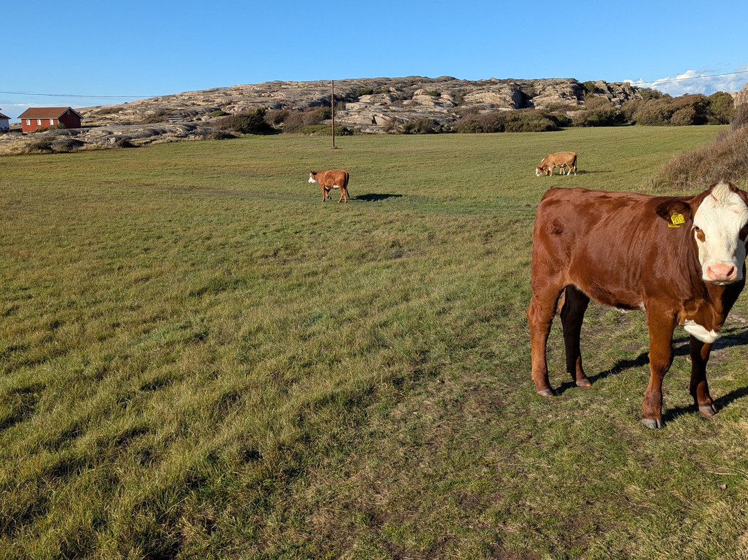 Ramsvikslandet-Hunnebostrand必去景点