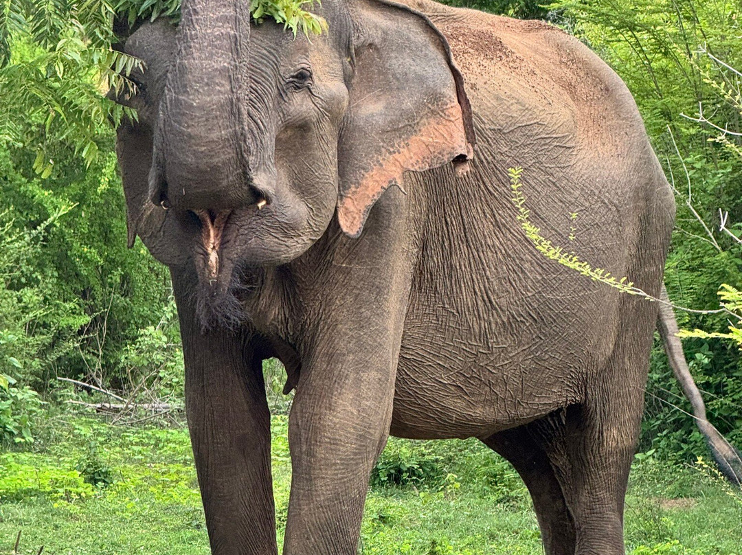 Udawalawe Safari Kingdom-乌达瓦拉瓦必去景点