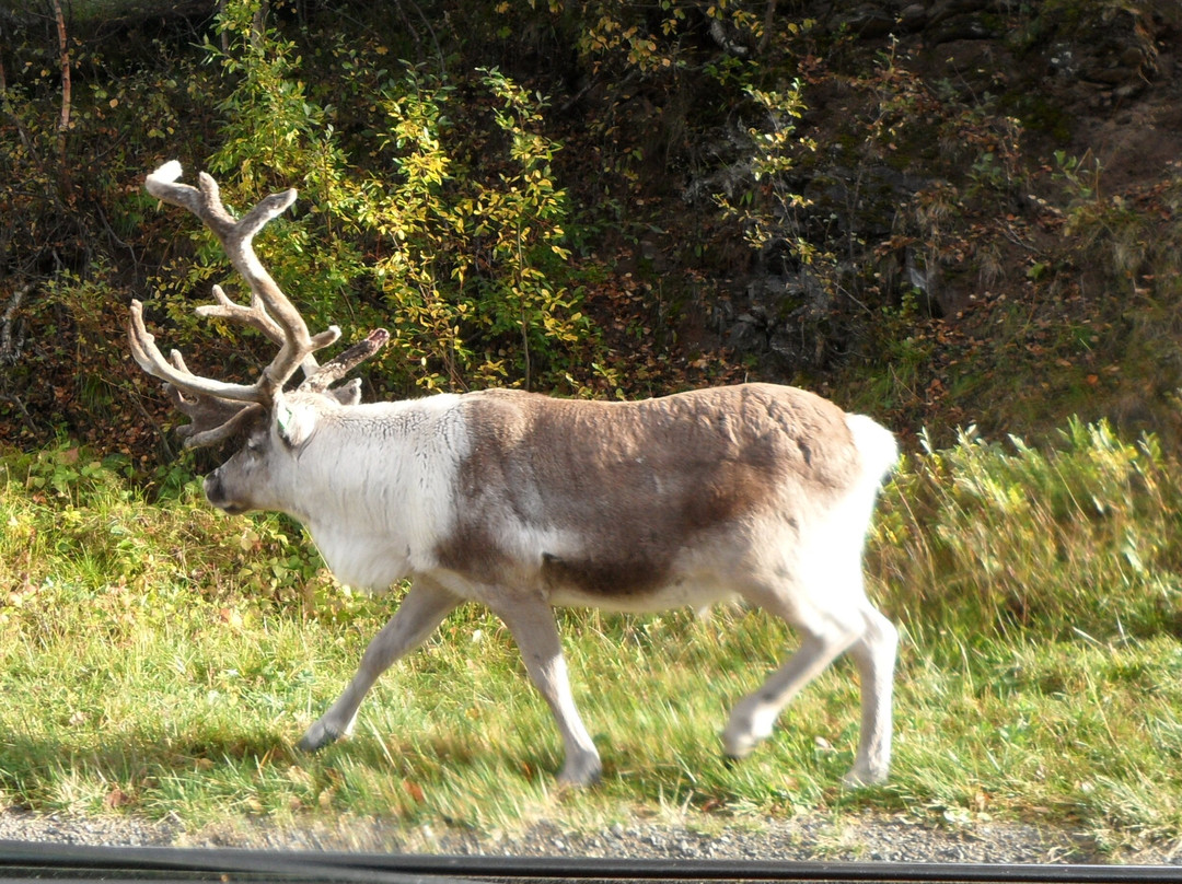 Kvæfjord Church-Borkenes必去景点