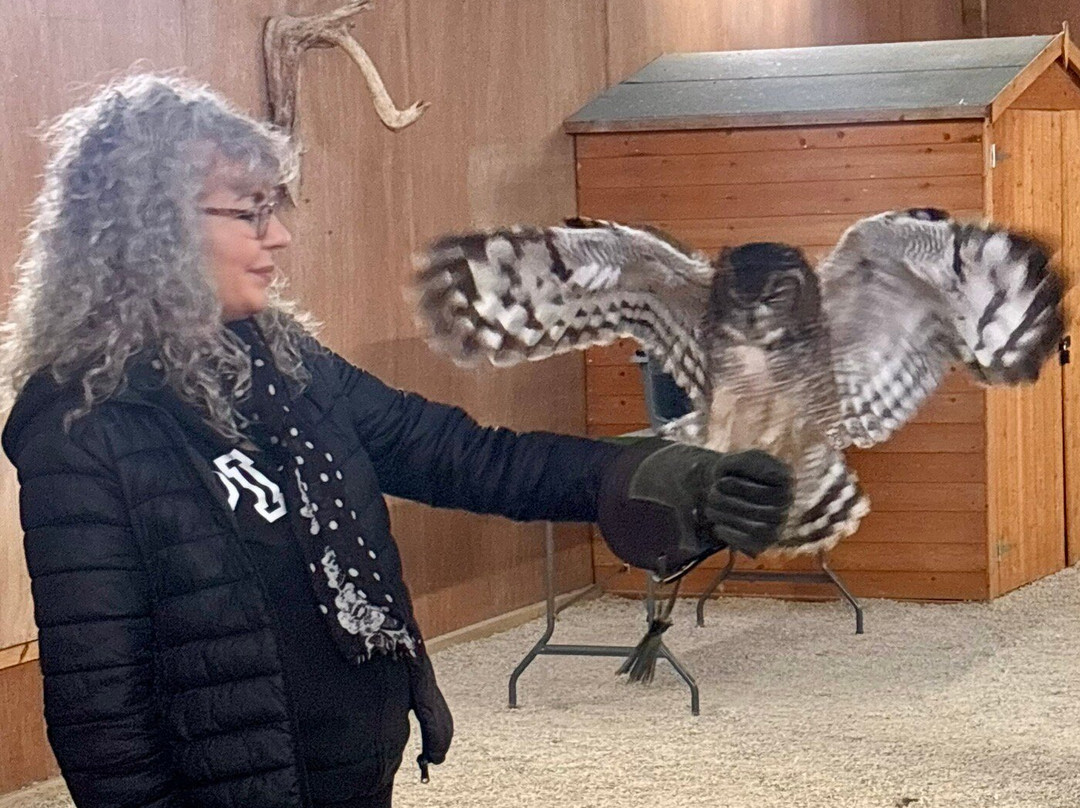 The Bird Of Prey Project-巴斯必去景点