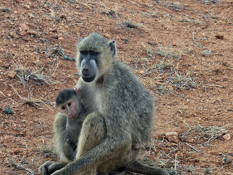 Leopardino Safari-马林地必去景点