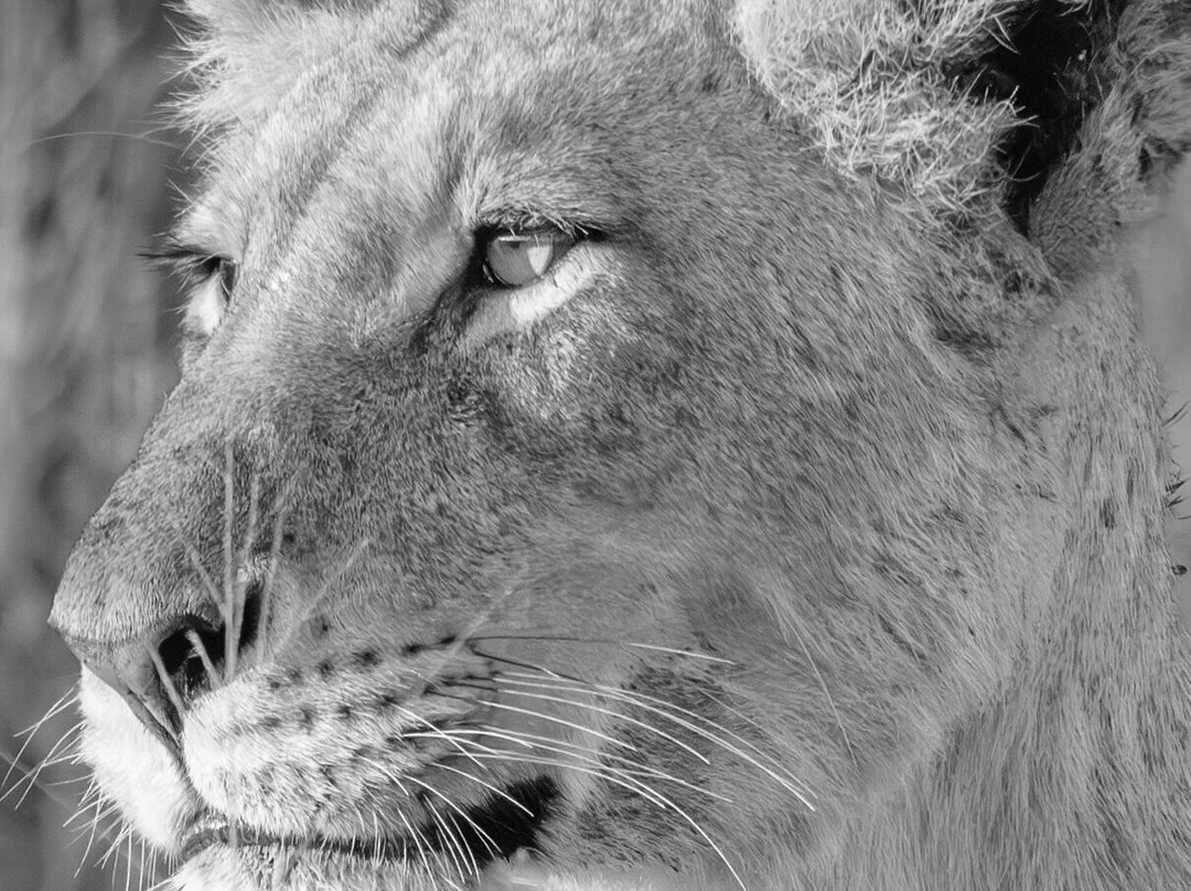 Rhulani Safaris-霍德斯普鲁特必去景点