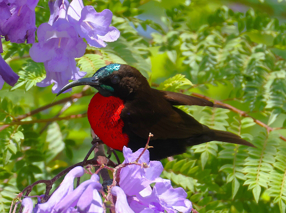 Kumbali Country Lodge主图