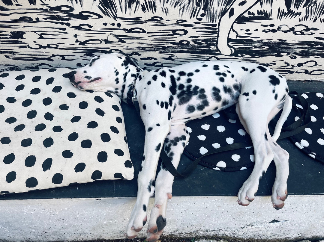 Home Of The Dalmatian Dog-希贝尼克必去景点