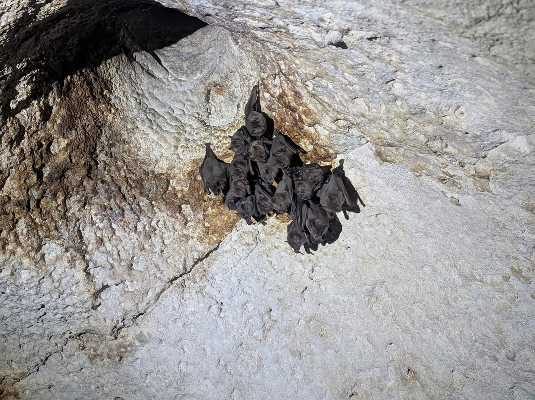 Cueva de Ambrosio-巴拉德罗必去景点