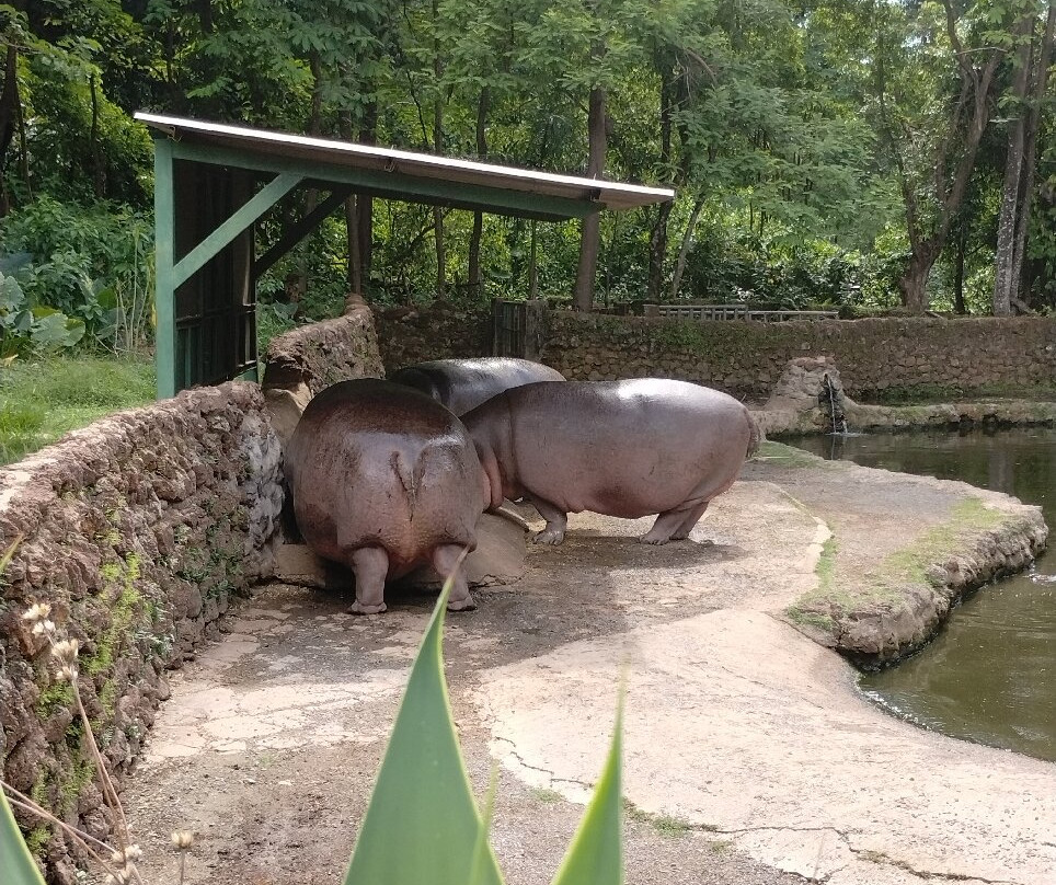 Parque Zoológico De Goiânia-戈亚尼亚必去景点