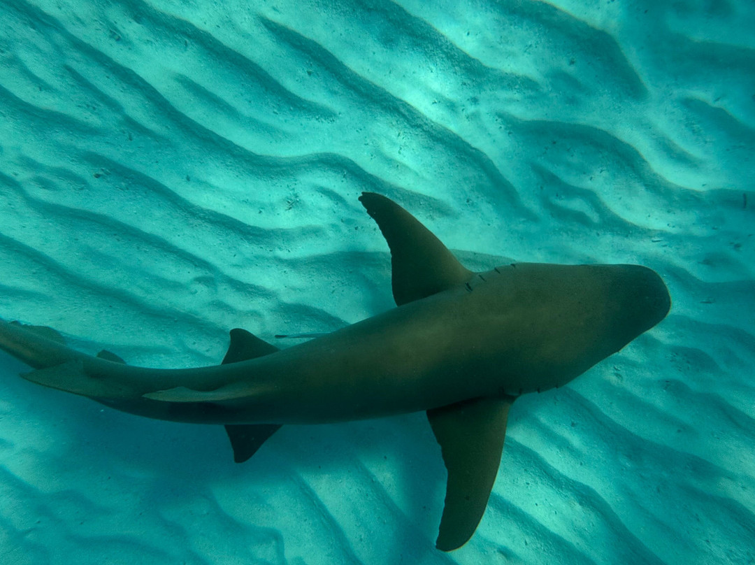 Hurawalhi Maldives-Hurawalhi必去景点