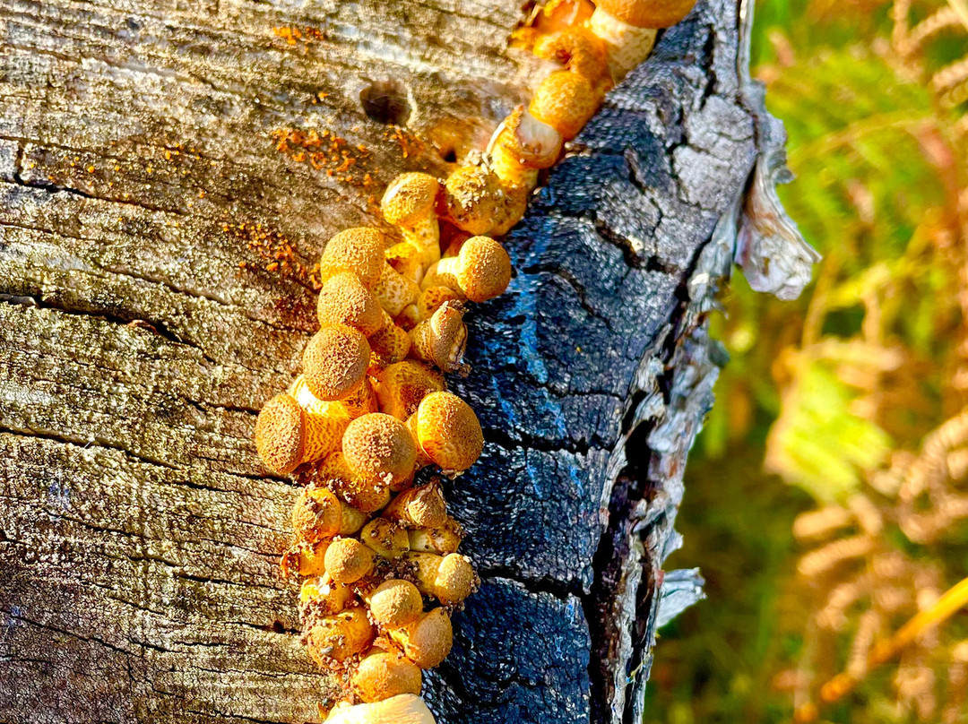 Muir of Dinnet National Nature Reserve-Dinnet必去景点