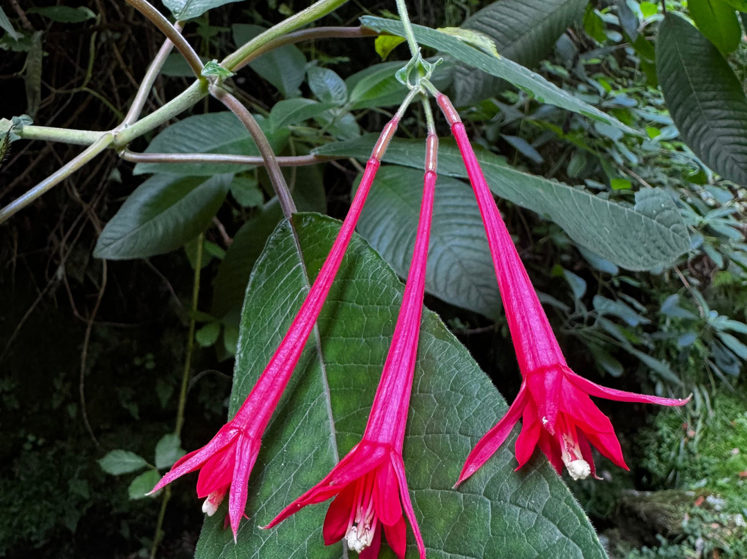 Levada Do Reí-Sao Jorge必去景点