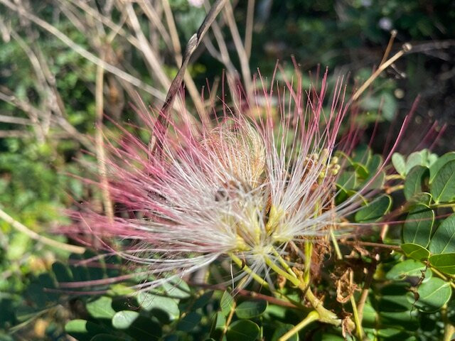 National Botanical Gardens-哈拉雷必去景点