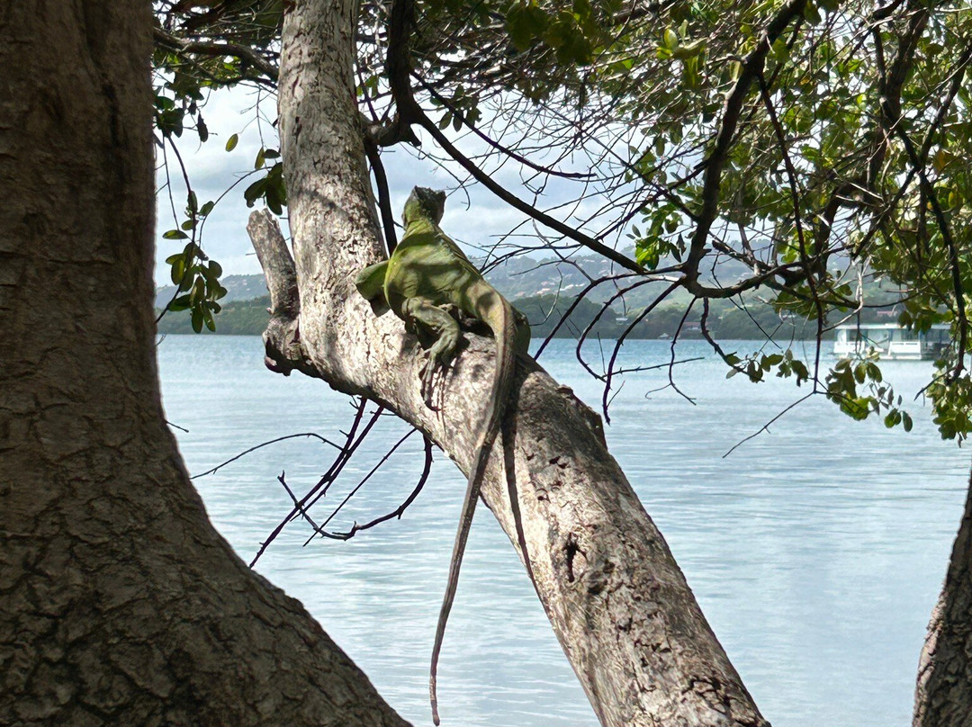 Catamaran Bwa Drese-Le Robert必去景点