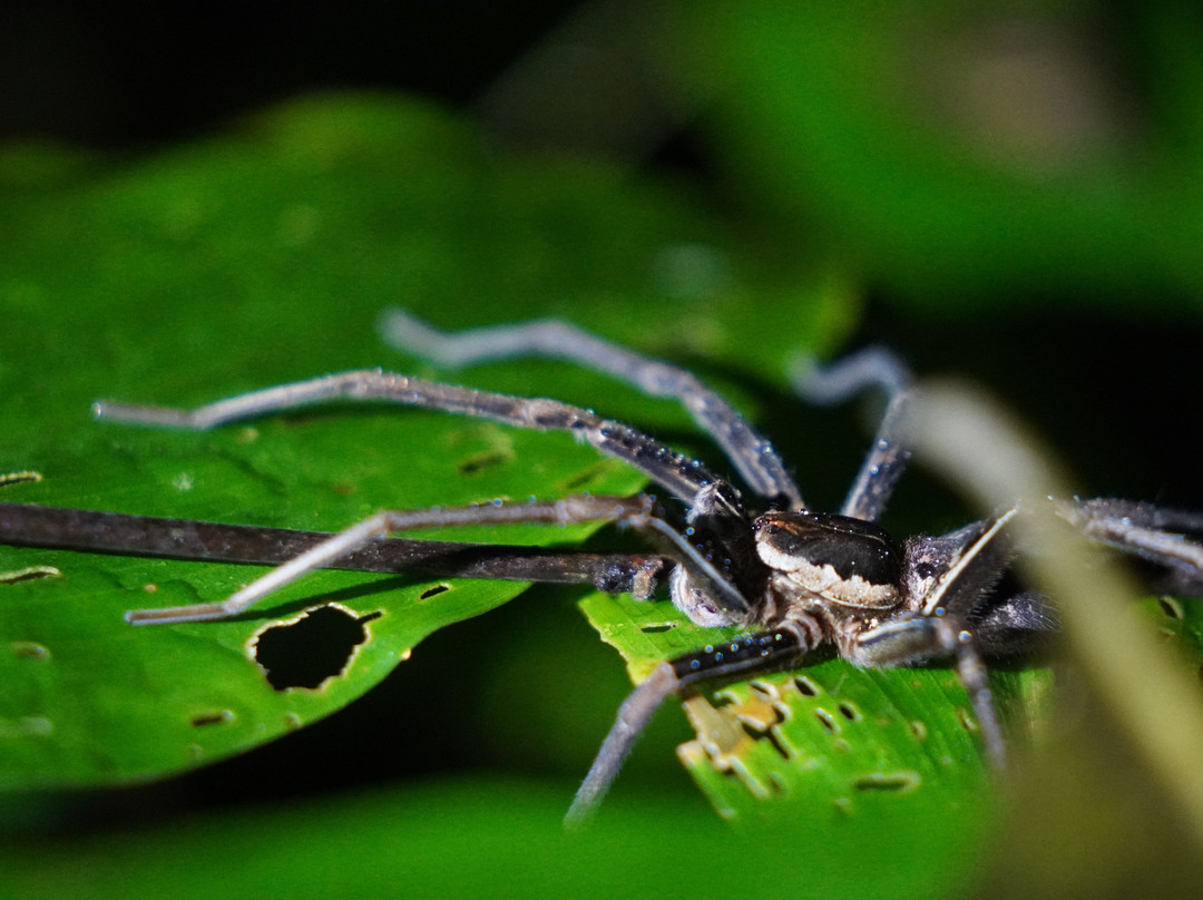Tarantulas Way-卡维塔必去景点