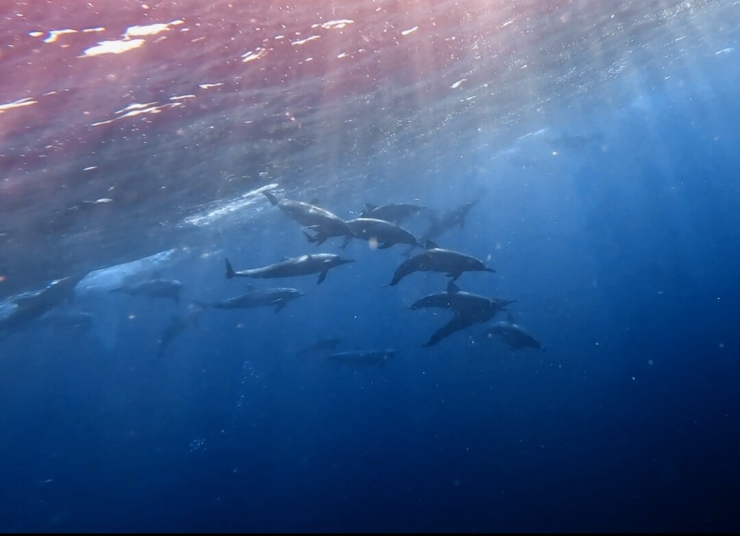 Murillos Bros Adventours-Puerto San Carlos必去景点