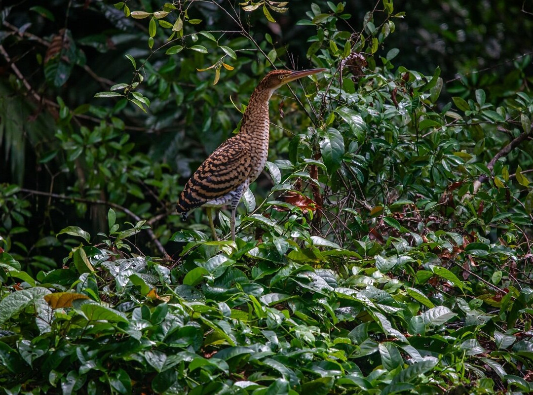Cuyabeno Dolphin Lodge-Cuyabeno Wildlife Reserve必去景点