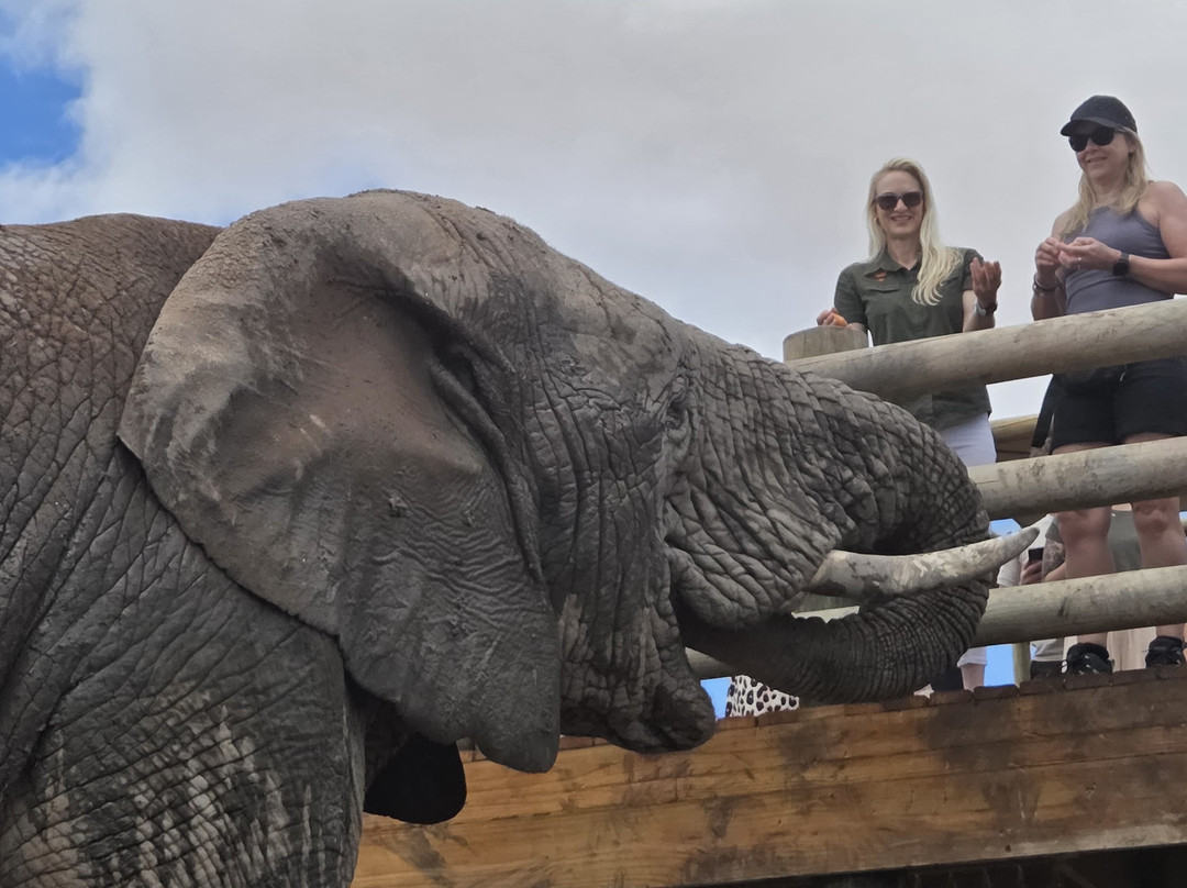 Buffelsdrift Game Lodge - Activities-奥兹洪必去景点