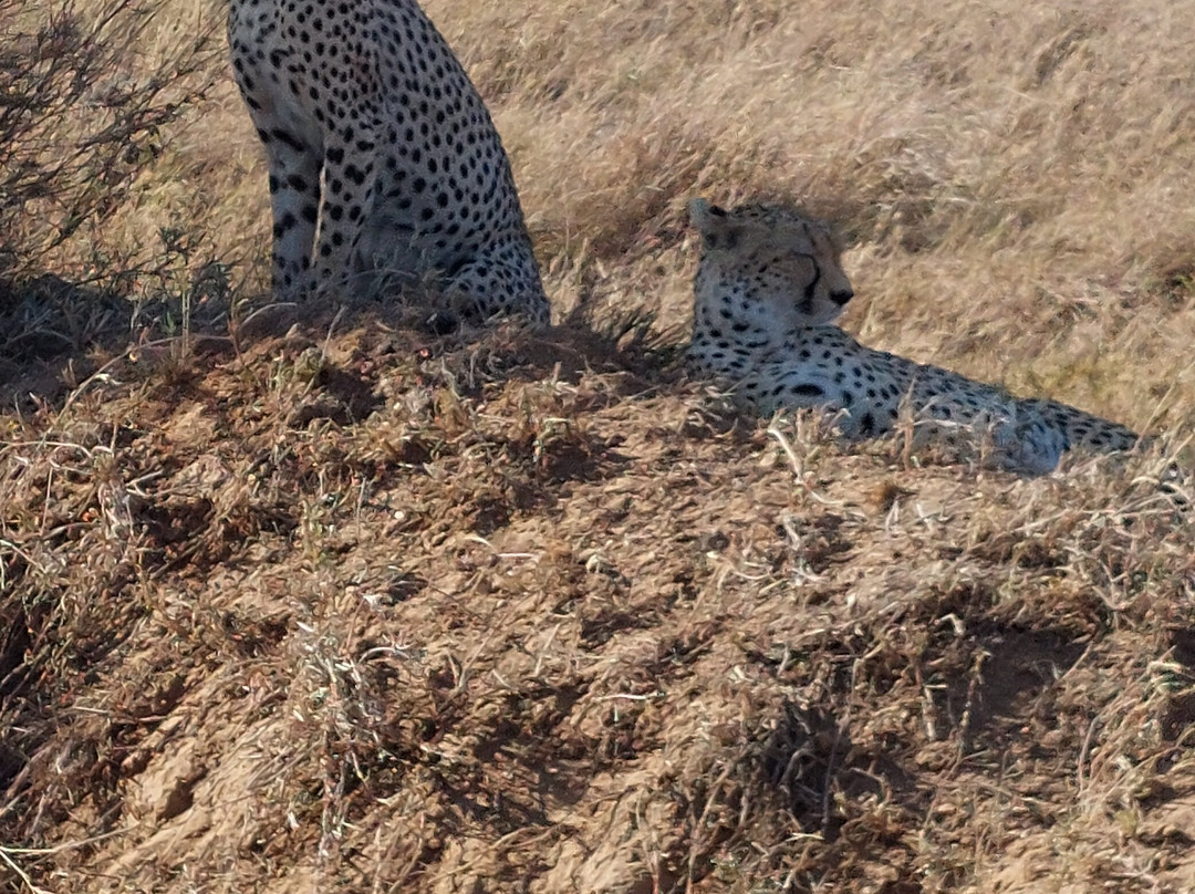 Predators Safari Club-阿鲁沙必去景点