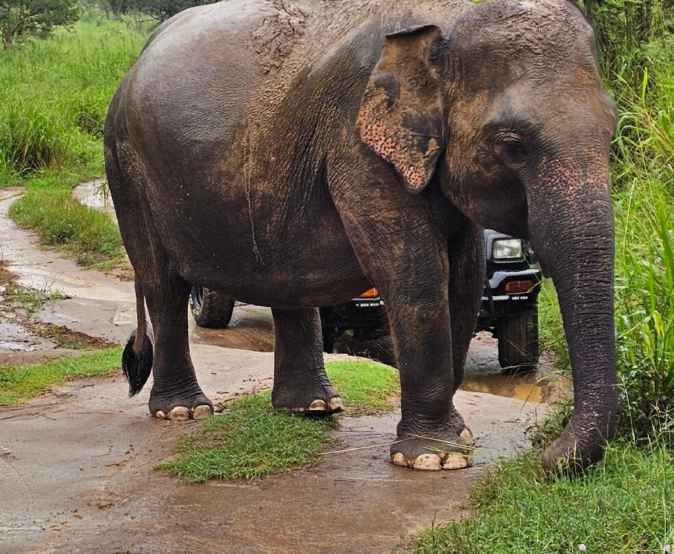 H.O.T Tourism-科伦坡必去景点