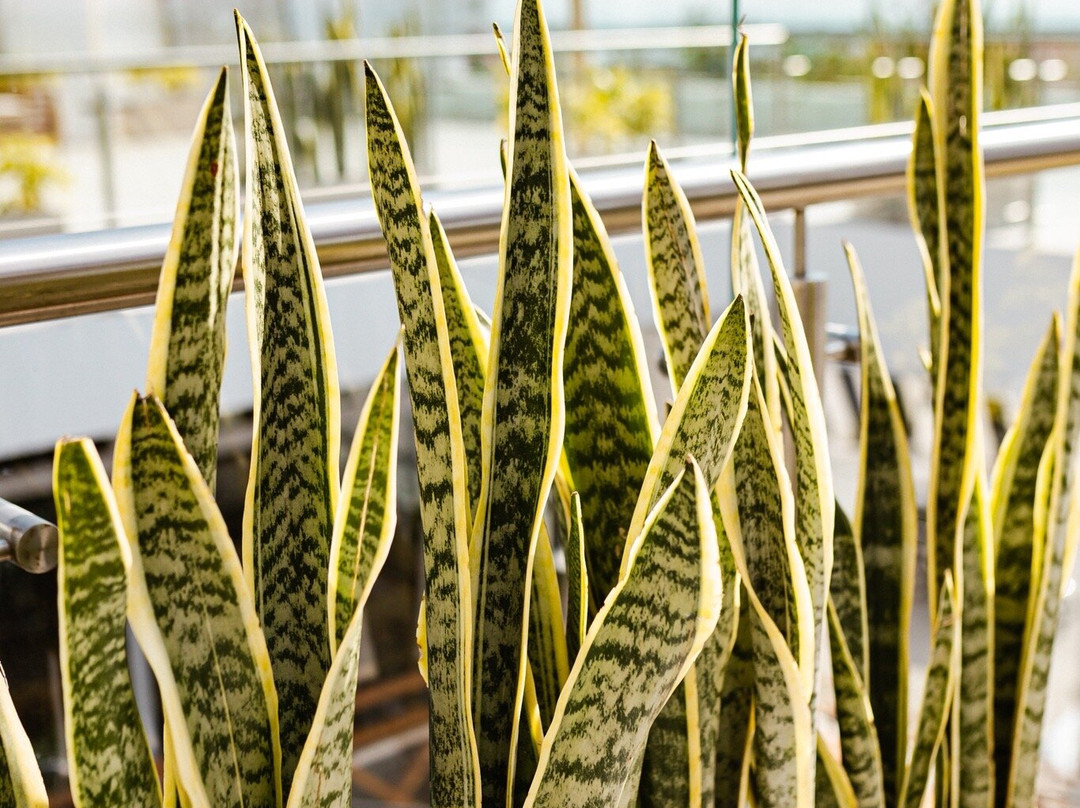 Concepto Perú-Pimentel必去景点