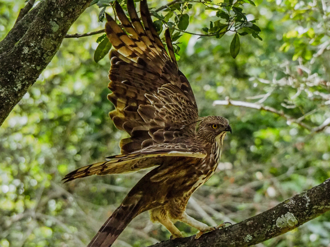Udawalawe Lahiru Safari Guide Tours-乌达瓦拉维国家公园必去景点