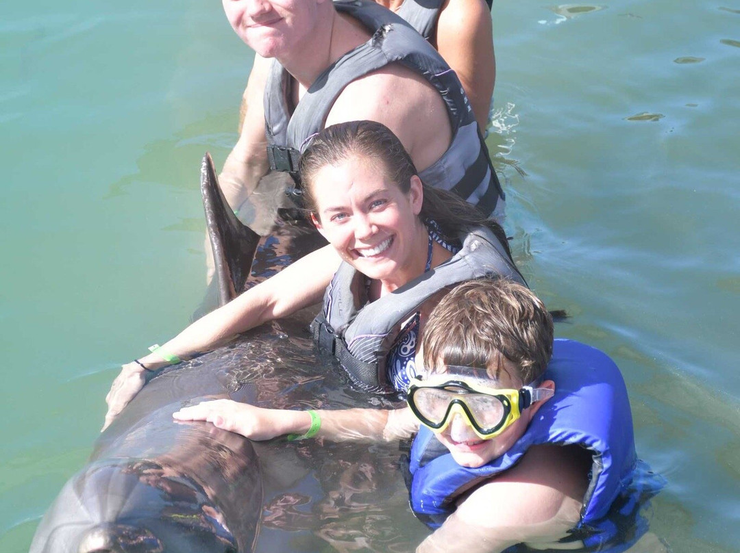 Dolphin Connection-Duck Key必去景点