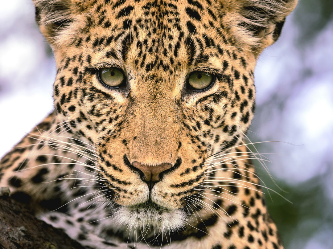 Rhino Africa Safaris-开普敦中心区必去景点