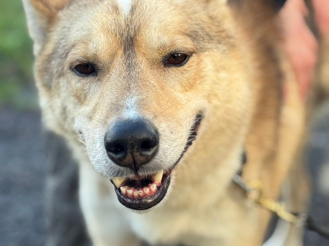 Arctic Quest Sled Dog Adventures-图克斯伯里必去景点