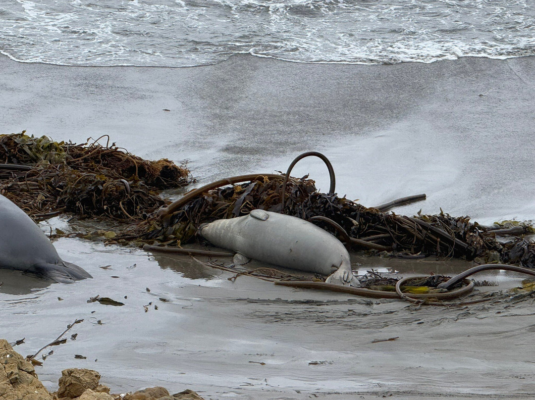 Elephant Seal Vista Point