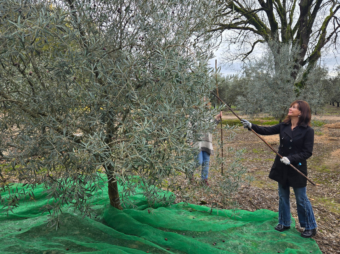 Azeite Casa Anadia - Olive Oil & Tours-Abrantes必去景点