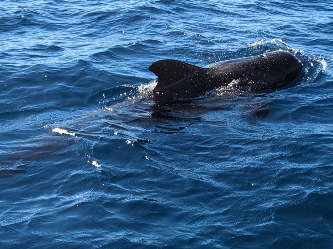 Nemo La Palma-Puerto de Tazacorte必去景点