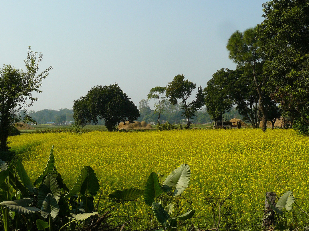 Bardia Homestay主图