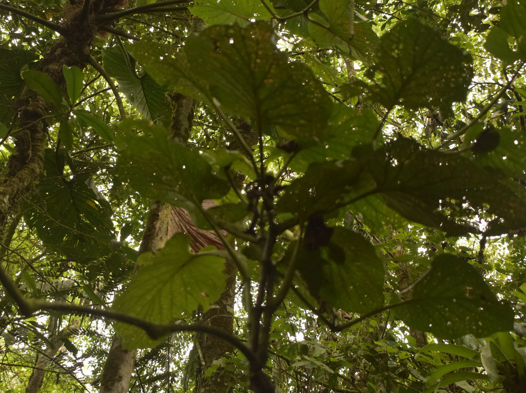 Parque Etnobotanico Omaere-Puyo必去景点