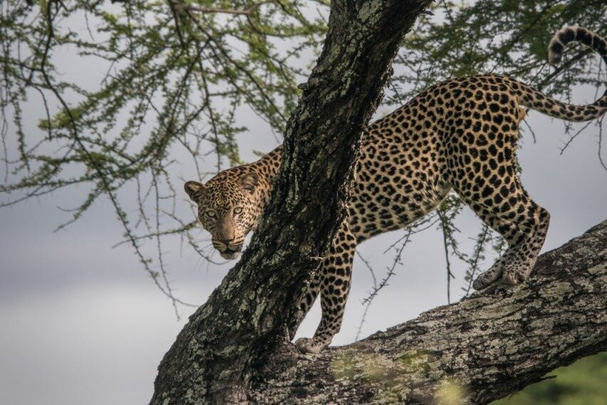 Africa Safari Experience