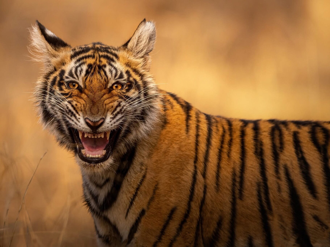 Ranthambore Tiger Safari Experience