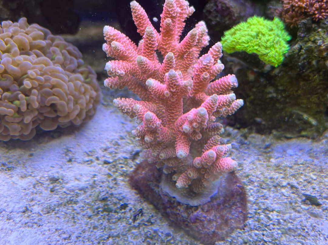 Aquarium Angri-Angri必去景点