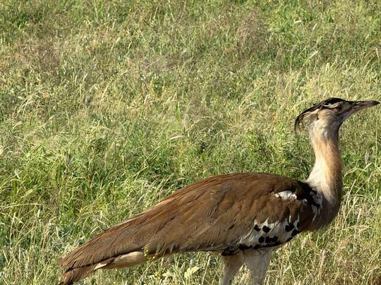 Kikko in Savanna Kenya-瓦塔木必去景点