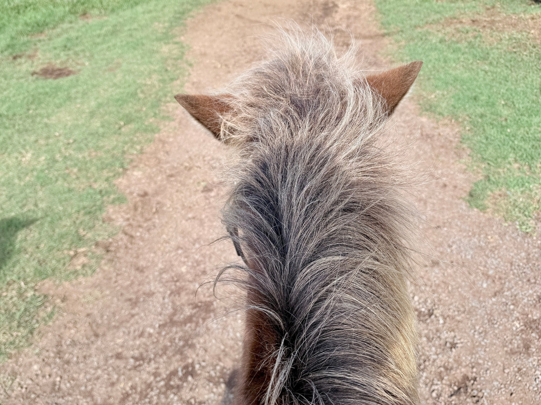 Na'alapa Stables - Kahua Ranch-卡慕也拉必去景点