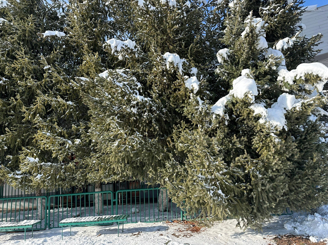 Chimgan Ski Resort-Chimgan必去景点