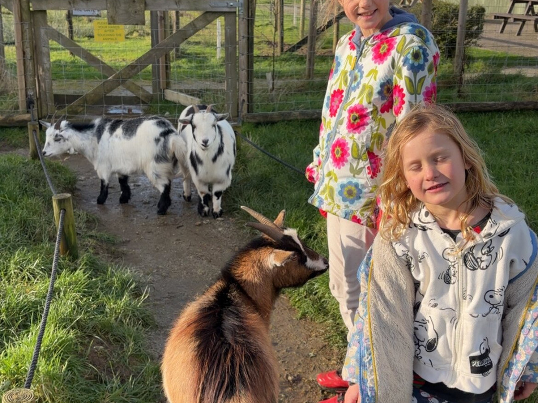 Screech Owl Sanctuary & Animal Park-St Columb Major必去景点