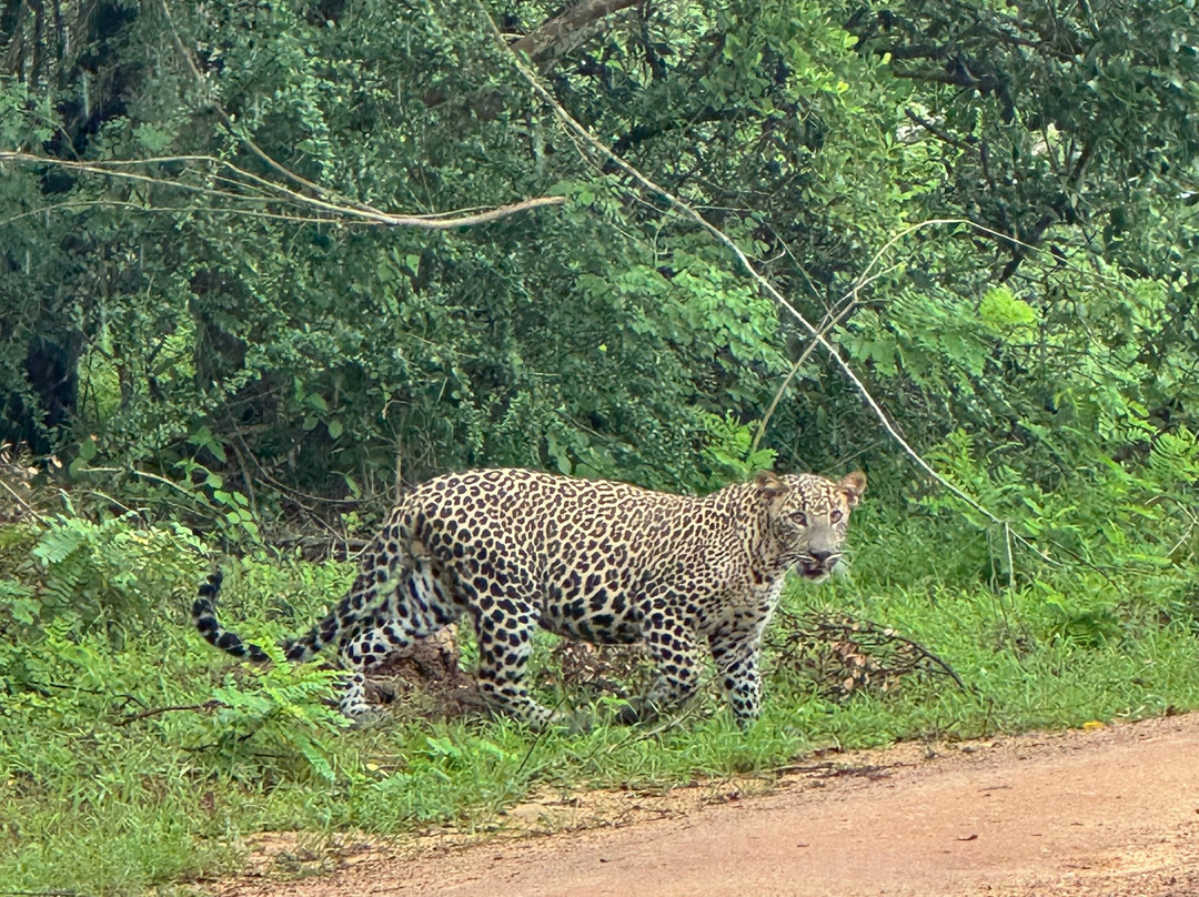 US Tours Sri Lanka-康提必去景点